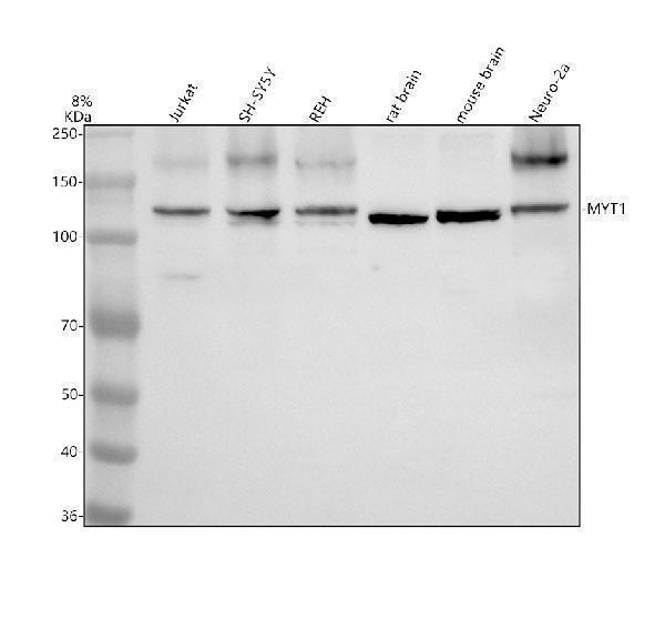 Western blot analysis of MYT1 using anti-MYT1 antibody (A04210-1)