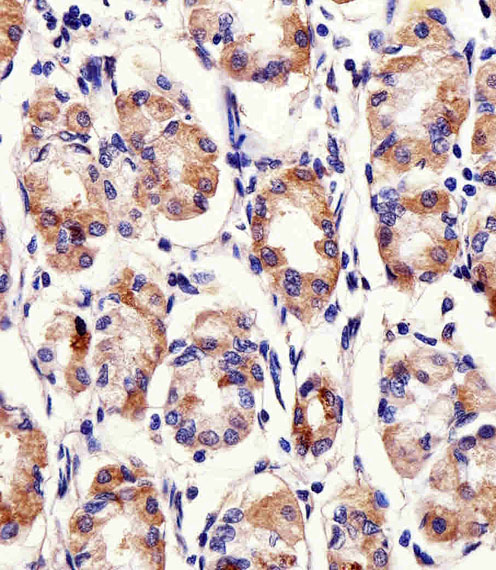 a04211 1 anti pacsin2 antibody c term ihc p testing 2