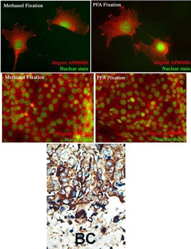 a04211 1 anti pacsin2 antibody c term ihc p testing 3