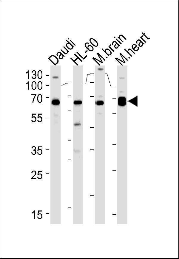 a04211 1 anti pacsin2 antibody c term wb testing 1