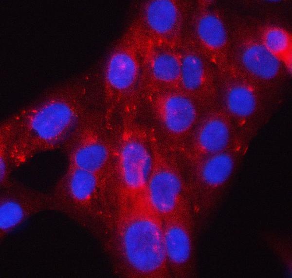 a04211 2 pacsin2 primary antibodies if testing 6