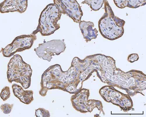 a04211 2 pacsin2 primary antibodies ihc testing 4