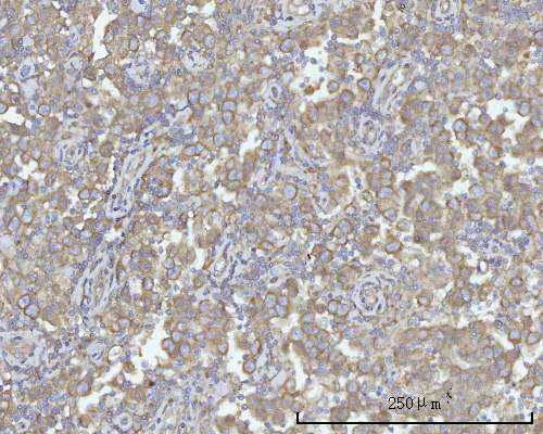a04211 2 pacsin2 primary antibodies ihc testing 5