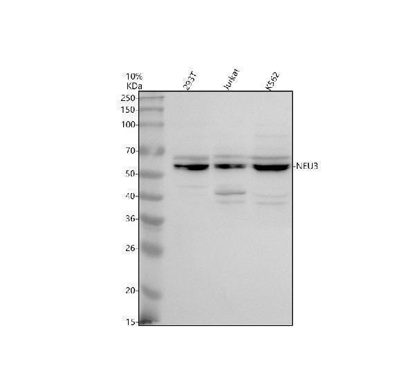 a04213 1 neu3 primary antibodies wb testing 1