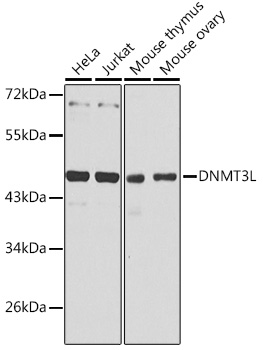 a04214 1 dnmt3l primary antiboties wb testing 1