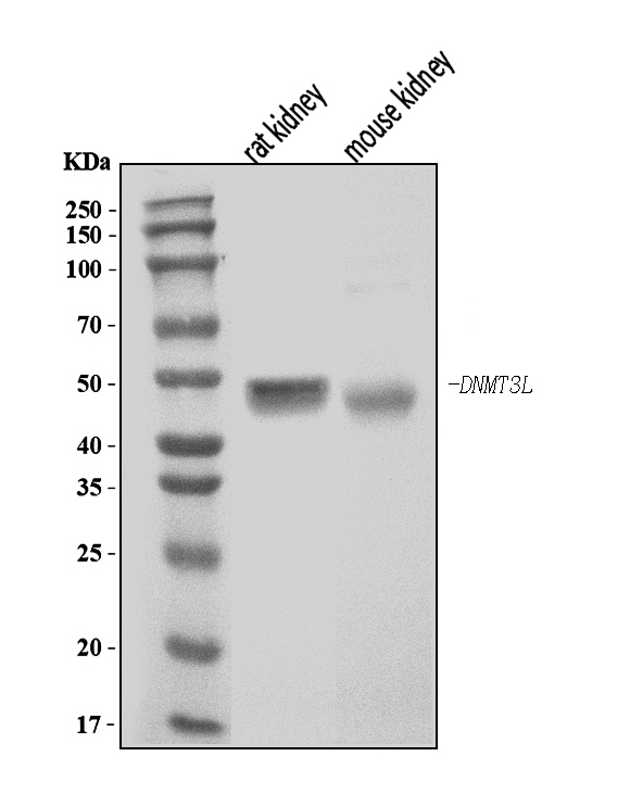  Western blot analysis of Dnmt3l using anti-Dnmt3l antibody (A04214-2)