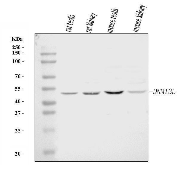  Western blot analysis of DNMT3L using anti-DNMT3L antibody (A04214-3)