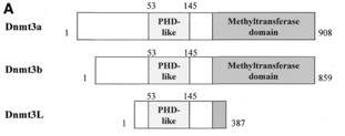 a04214 dnmt3l primary antibodies figure testing 3