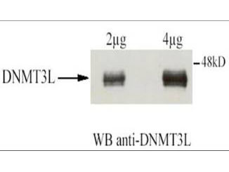 a04214 dnmt3l primary antibodies wb testing 2