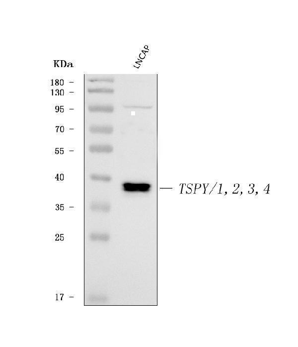 a04215 1 tspt1 2 3 4 primary antibodies wb testing 1