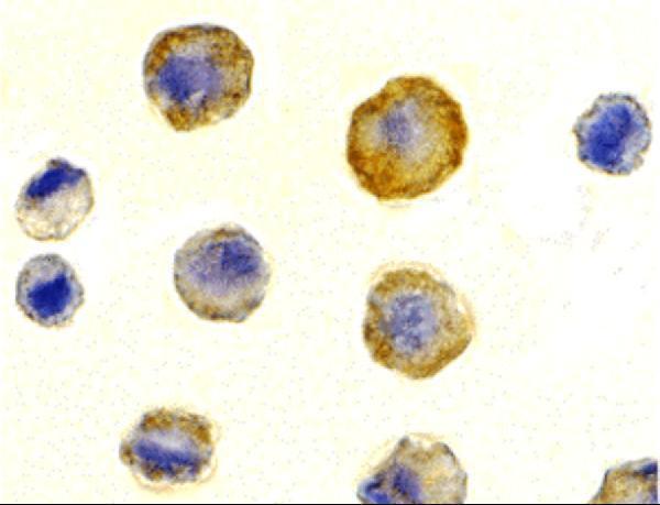 Immunocytochemistry of DcR1 in HeLa cells with DcR1 antibody at 10 μg/mL