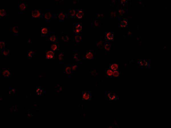 Immunofluorescence of DcR1 in Hela cells with DcR1 antibody at 20 μg/mL