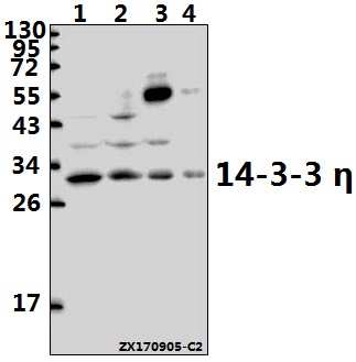 Western blot (WB) analysis of 14-3-3 η (K81) pAb at 1:1000 dilution
Lane1:PC3 whole cell lysate(40ug)
Lane2:HEK293T whole cell lysate(40ug)
Lane3:The Brain tissue lysate of Mouse(20ug)
Lane4:The Brain tissue lysate of Rat(20ug)