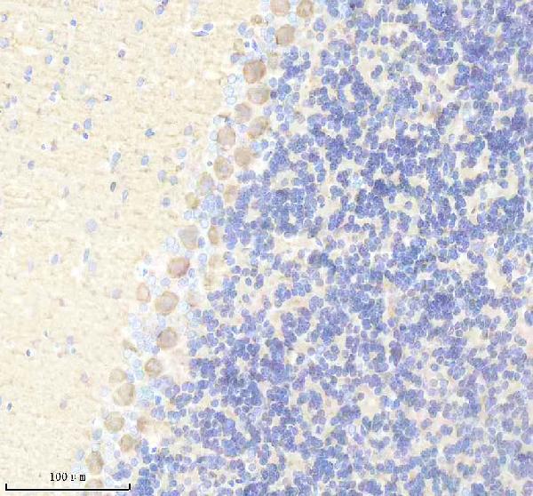 Figure 3. IHC analysis of YWHAH using anti-YWHAH antibody (A04219-2). YWHAH was detected in a paraffin-embedded section of rat cerebellum tissue. Heat mediated antigen retrieval was performed in EDTA buffer (pH 8.0, epitope retrieval solution). The tissue section was blocked with 10% goat serum. The tissue section was then incubated with 2 microg/ml rabbit anti-YWHAH Antibody (A04219-2) overnight at 4°C. Peroxidase Conjugated Goat Anti-rabbit IgG was used as secondary antibody and incubated for 30 minutes at 37°C. The tissue section was developed using HRP Conjugated Rabbit IgG Super Vision Assay Kit (Catalog # SV0002) with DAB as the chromogen.