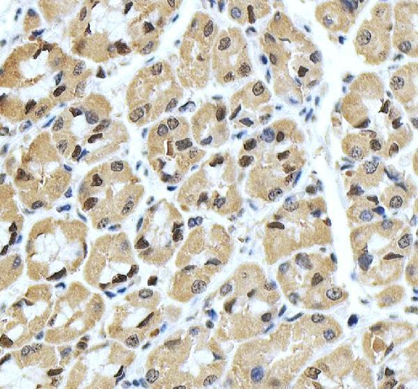 a04219 2 ywhah primary antibodies ihc testing 5