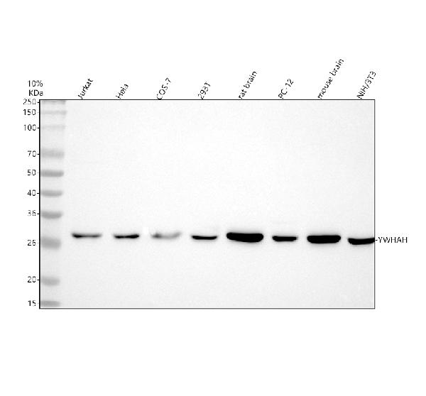Figure 1. Western blot analysis of YWHAH using anti-YWHAH antibody (A04219-2). Electrophoresis was performed on a 5-20% SDS-PAGE gel at 70V (Stacking gel) / 90V (Resolving gel) for 2-3 hours. The sample well of each lane was loaded with 30 ug of sample under reducing conditions. Lane 1: human Jurkat whole cell lysates, Lane 2: human Hela whole cell lysates, Lane 3: monkey COS-7 whole cell lysates, Lane 4: human 293T whole cell lysates, Lane 5: rat brain tissue lysates, Lane 6: rat PC-12 whole cell lysates, Lane 7: mouse brain tissue lysates, Lane 8: mouse NIH/3T3 whole cell lysates. After electrophoresis, proteins were transferred to a nitrocellulose membrane at 150 mA for 50-90 minutes. Blocked the membrane with 5% non-fat milk/TBS for 1.5 hour at RT. The membrane was incubated with rabbit anti-YWHAH antigen affinity purified polyclonal antibody (Catalog # A04219-2) at 0.5 microg/mL overnight at 4°C, then washed with TBS-0.1%Tween 3 times with 5 minutes each and probed with a goat anti-rabbit IgG-HRP secondary antibody at a dilution of 1:5000 for 1.5 hour at RT. The signal is developed using an Enhanced Chemiluminescent detection (ECL) kit (Catalog # EK1002) with Tanon 5200 system. A specific band was detected for YWHAH at approximately 28 kDa. The expected band size for YWHAH is at 28 kDa.