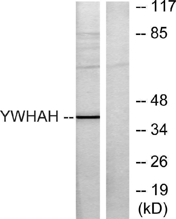 a04219 ywhah primary antibodies wb testing 2