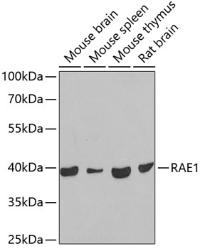 Western blot analysis of extracts of various cell lines, using RAE1 antibody  at 1:1000 dilution