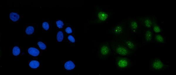 a04228 2 rae1 primary antibodies if testing 6