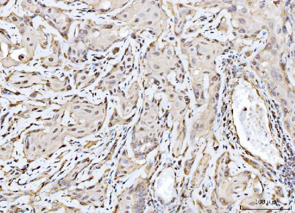  IHC analysis of RAE1 using anti-RAE1 antibody (A04228-2)