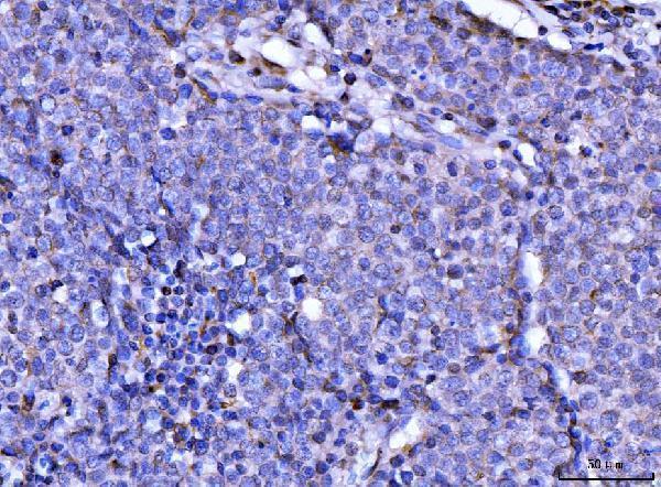  IHC analysis of RAE1 using anti-RAE1 antibody (A04228-2)