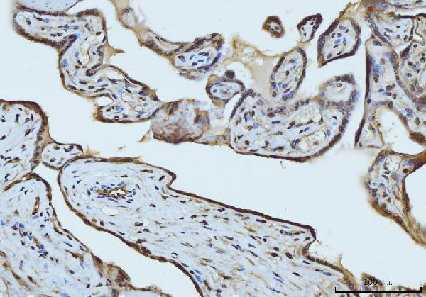 a04228 2 rae1 primary antibodies ihc testing 4