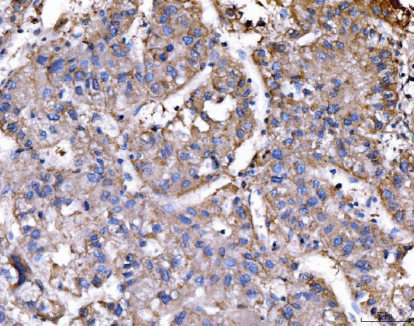 a04228 2 rae1 primary antibodies ihc testing 5