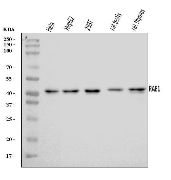  Western blot analysis of RAE1 using anti-RAE1 antibody (A04228-2)