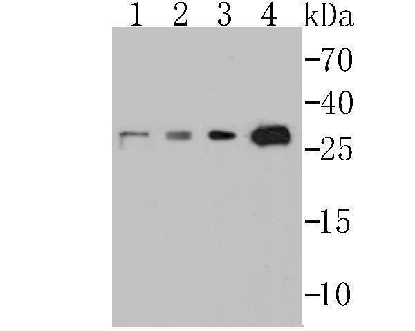 a04229 tp53inp1 primary antiboties wb testing 1