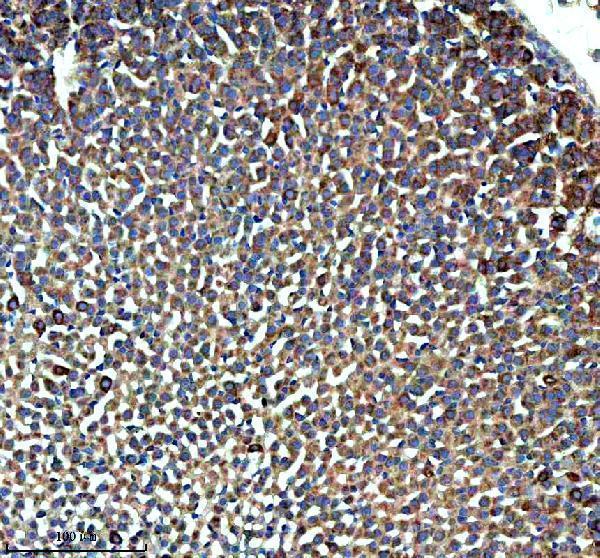 a04230 2 ghrhr primary antibodies ihc testing 3