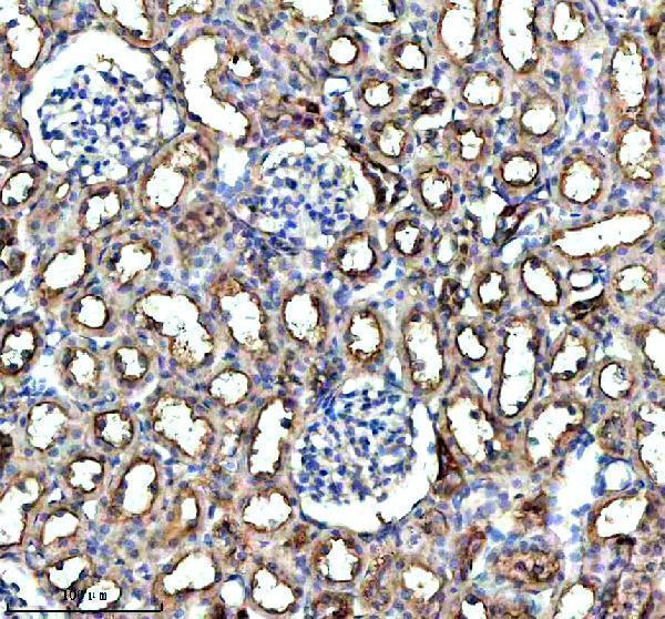 a04230 2 ghrhr primary antibodies ihc testing 4