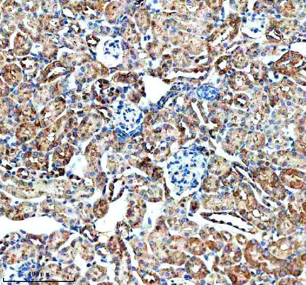 a04230 2 ghrhr primary antibodies ihc testing 5