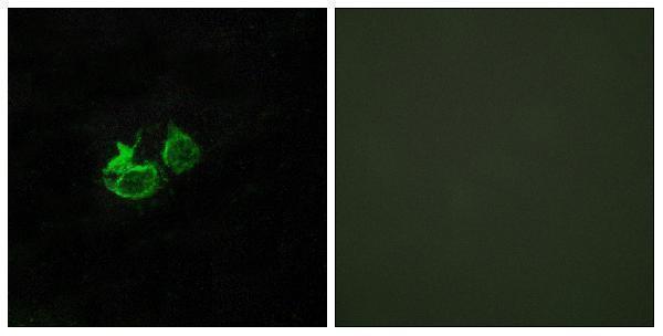 a04230 ghrhr primary antibodies if testing 1