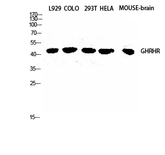 a04230 ghrhr primary antibodies wb testing 2