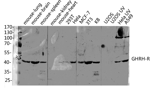 a04230 ghrhr primary antibodies wb testing 3