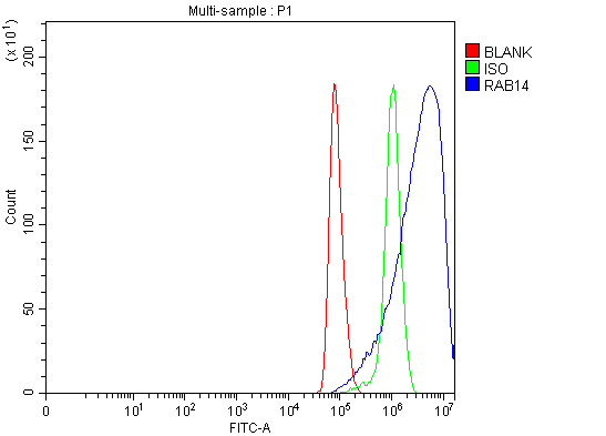  Flow Cytometry analysis of Hela cells using anti-RAB14 antibody (A04231-1)