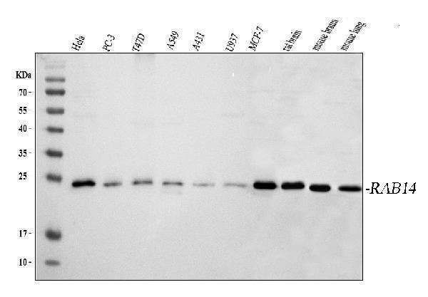  Western blot analysis of RAB14 using anti-RAB14 antibody (A04231-1)