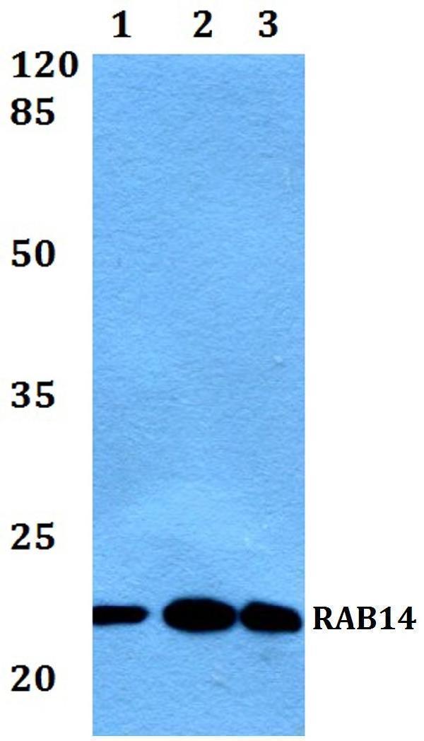 a04231 rab14 primary antiboties wb testing 1