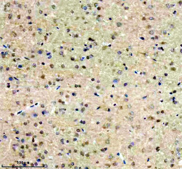 a04232 2 egr3 primary antibodies ihc testing 3
