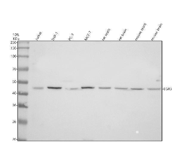 Western blot analysis of EGR3 using anti-EGR3 antibody (A04232-2)
