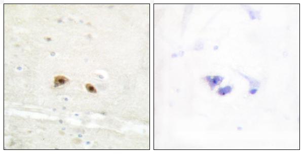 a04232 egr3 primary antibodies ihc testing 1