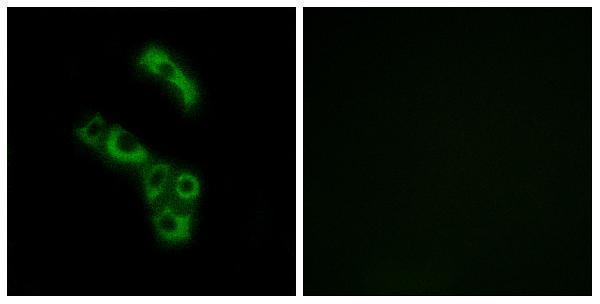 a04233 1 c1qb primary antibodies if testing 1