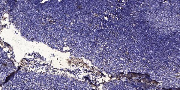 a04233 1 c1qb primary antibodies ihc testing 5