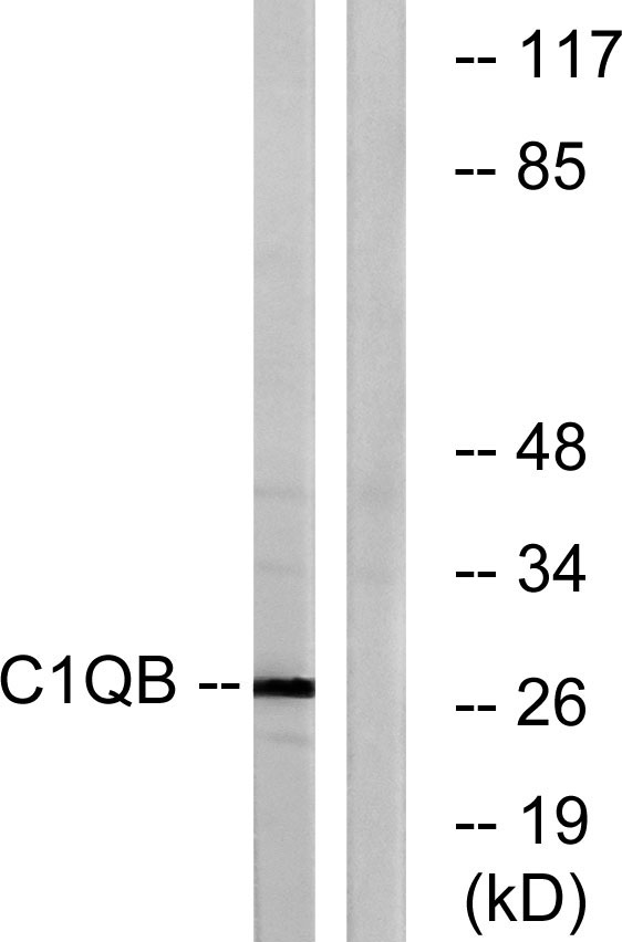a04233 1 c1qb primary antibodies wb testing 3