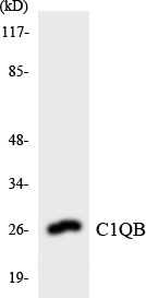 a04233 1 c1qb primary antibodies wb testing 4