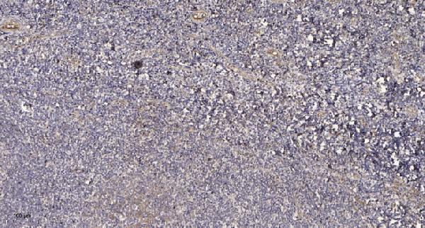 a04234 akap5 primary antibodies ihc testing 4