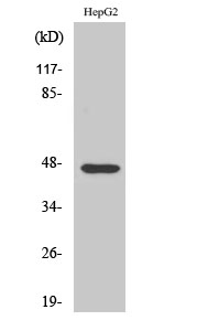 a04234 akap5 primary antibodies wb testing 2