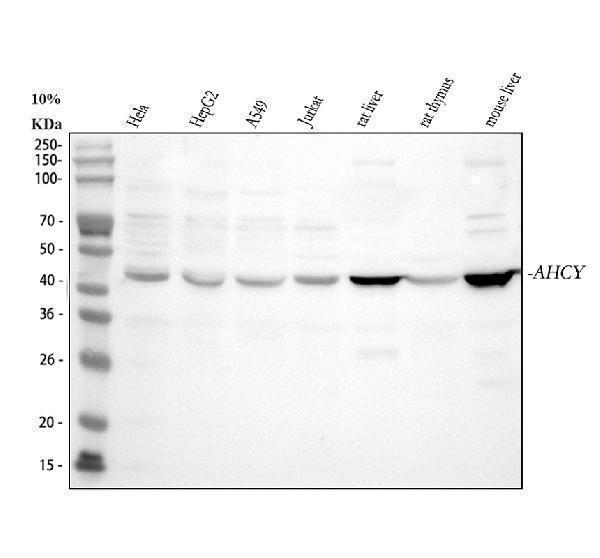  Western blot analysis of AHCY using anti-AHCY antibody (A04236-1)