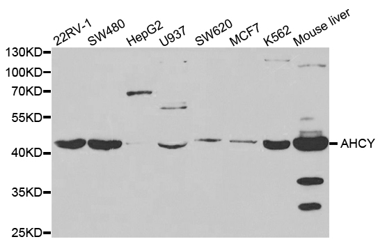 a04236 ahcy primary antiboties wb testing 1