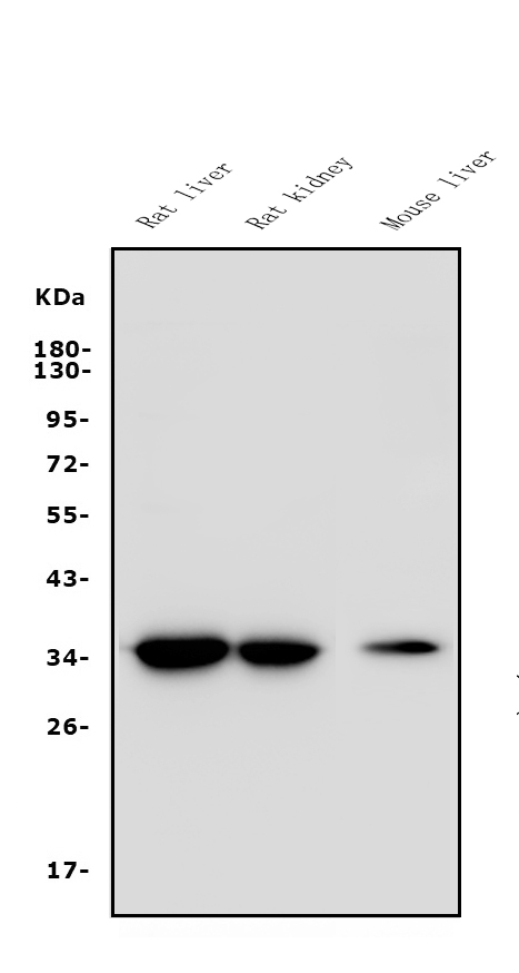 a04239 1 eif2b1 primary antibodies wb testing 1